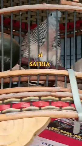 #perkutut  #lokal #alam