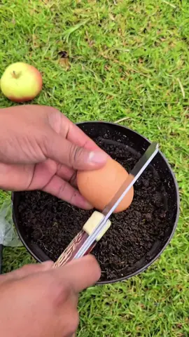 Many viral videos claim an apple can grow roots and leaves when buried with toothpaste, but that’s completely fake. Here I explain the real method to germinate apple seeds using moisture and refrigeration to break dormancy. #plants #garden #seeds #apple #germination 