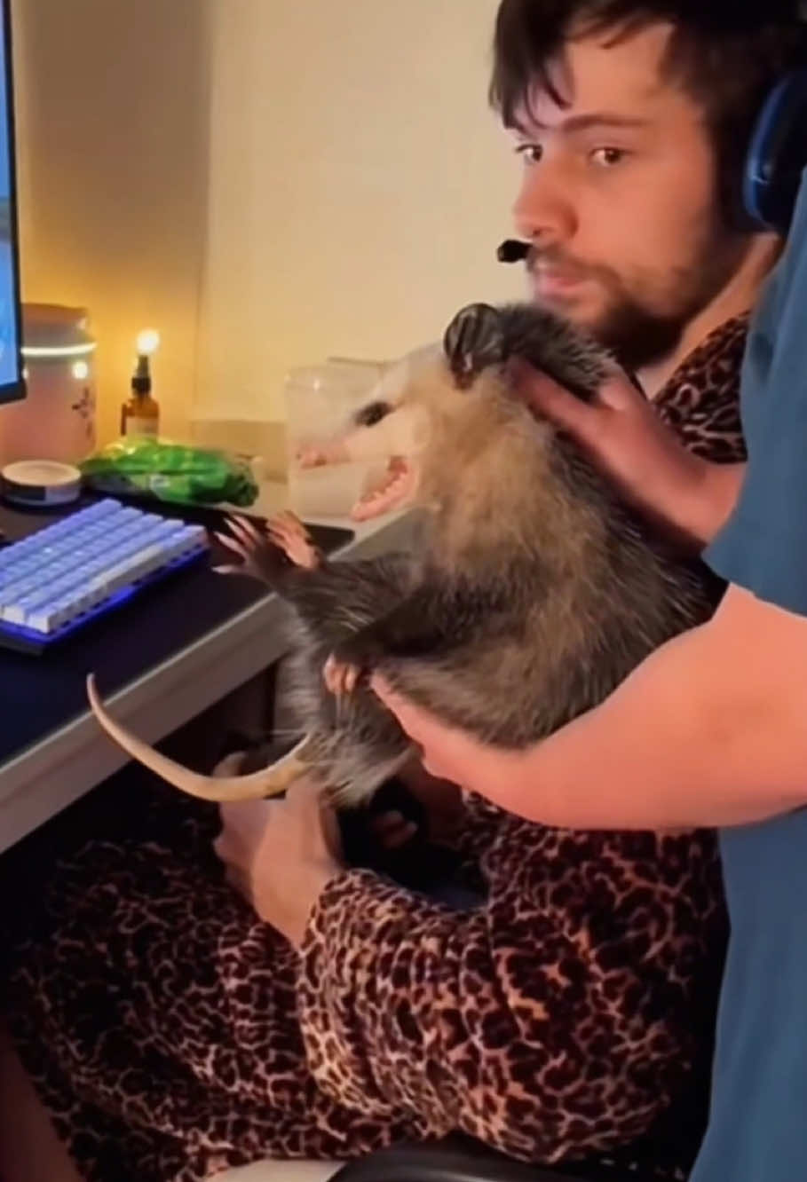 Opossum core.🥰💕💕#opossum #cute #funny #usa #fyp 