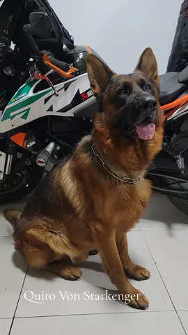 #PastoralemanteamDamian cachorros disponibles en febrero 2026