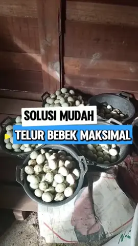 mix master premix cocok banget buat meningkatkan produksi telur bebek  #mixmasterpremix #ternakbebek 