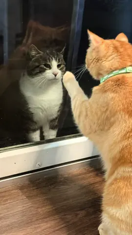 Guys🥺🥺🧡🧡#orangecatsoftiktok #orangecat #macandcheesethecats #macaroniandcheesethecats #orangecats 