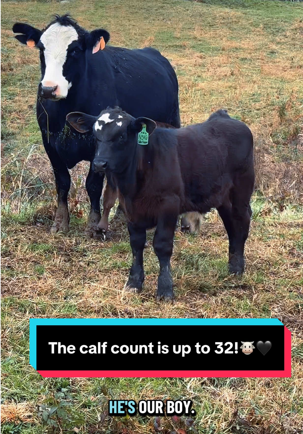 The calf count is up to 32!🐮🖤