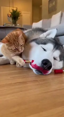 Funny moments of dogs and cats #dog #cat #funnypets #cutepets #dogandcat 