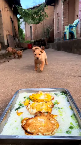 🐶🍳#dog #cutedog #puppy #pets #cute 