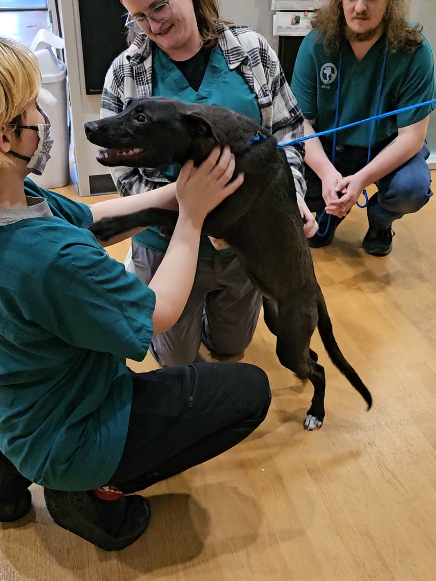 Edna was soo excited about going home! ❤️ #AdoptionDay #ShelterDog #CAP4Pets 