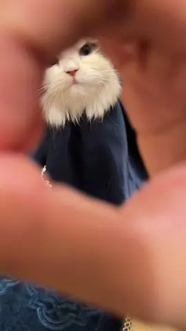 maaf ga sengaja :( #kucing #lucu 