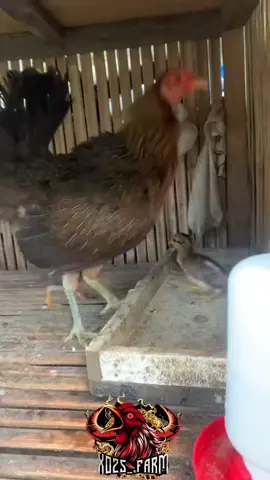 ☯️Ori Betina AK47..🙏🙏🫡 #Ayam Perdana Di Kandang Kecil Ku.🙏🙏🙏 #x025⚡  #X025_FARM  #TGL:25_03_2025.✅