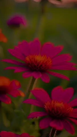 #bomdia #sabadou #novembro #curteecomenta