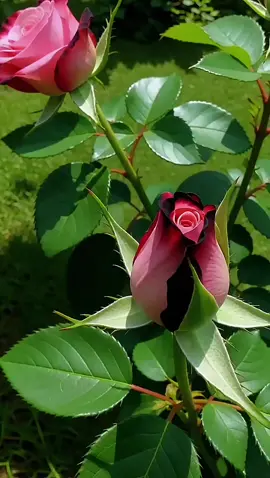 #CapCut #oraciondelamañana 