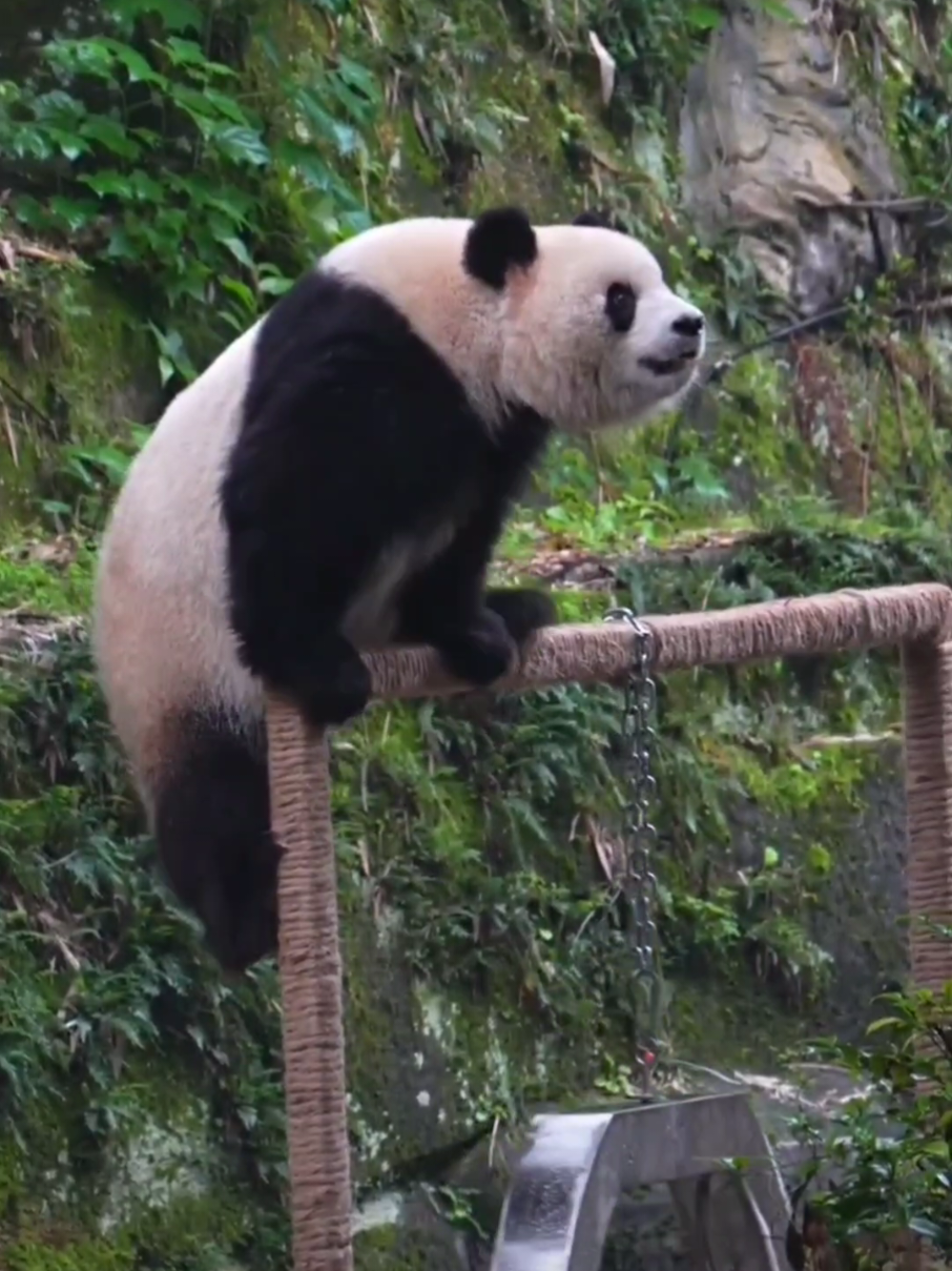 22.11  解锁！解锁！解锁！渝爱100%成功解锁天空之门3.0！爱姐简直太优秀，轻松霸气登顶！ Unlocked! Unlocked! Unlocked! YuAi has achieved a 100% success in unlocking Sky Gate 3.0! AiJie is absolutely amazing, effortlessly dominating the top! #大熊猫渝爱 #大熊猫 #YuAi #panda #creatorsearchinsights 