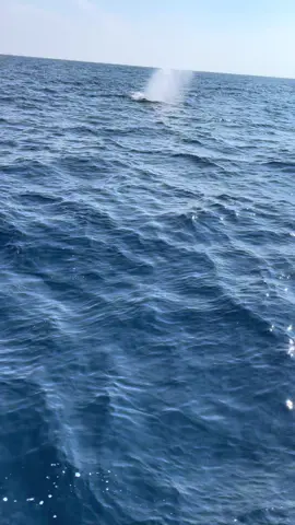 #pausfransiskus#foryoupage #pelautmuda🚢⚓ 