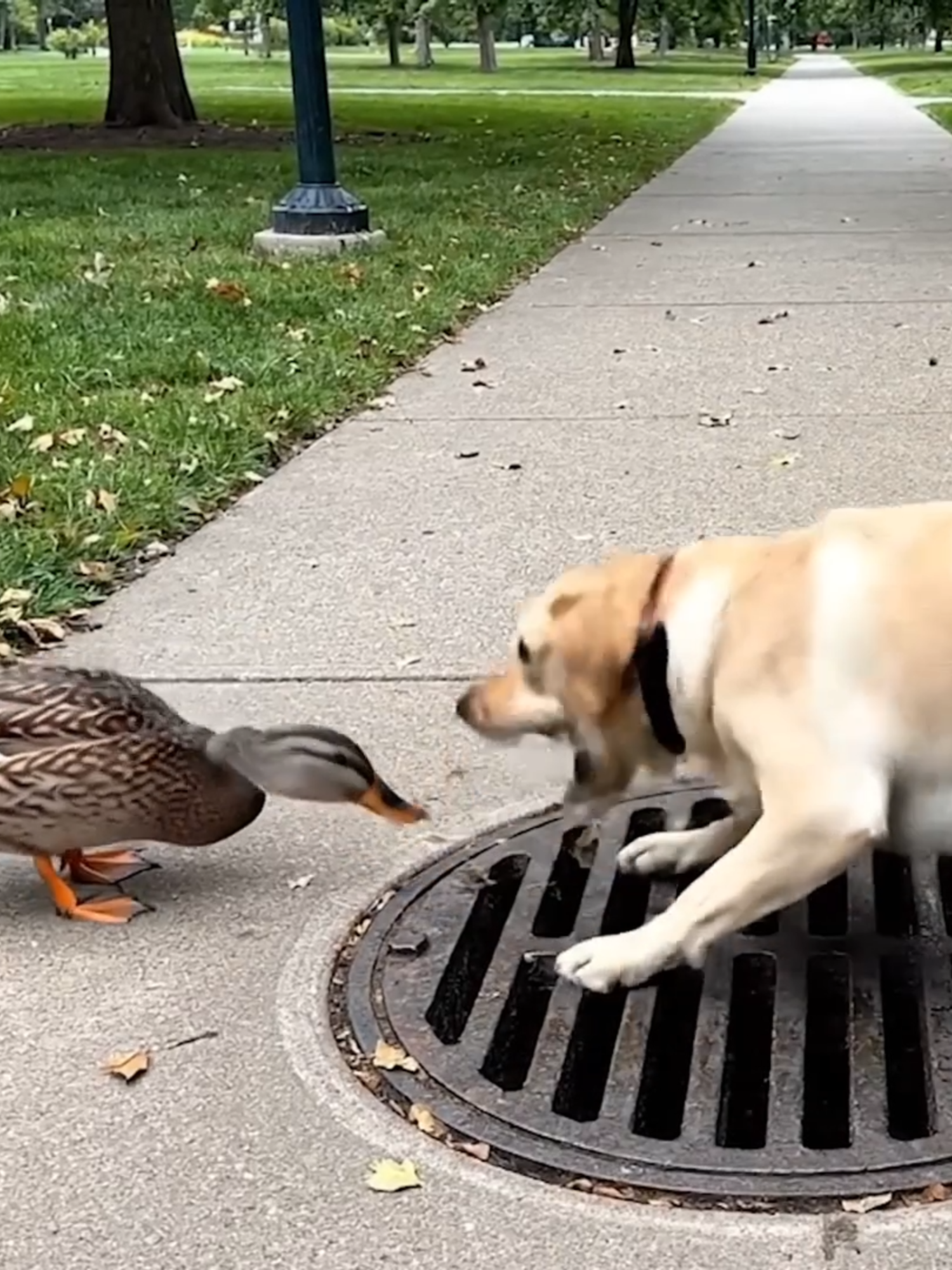 CHÚ CHÓ GIẢI CỨU ĐÀN VỊT BỊ RƠI XUỐNG CỐNG | SỐNG CHÓ #dog #animals #pets #songcungcho #doglife #savedogs #CutePuppy #PuppyReel #PuppiesOflnstagram #PuppiesOfTikTok #CuteAnimals #MilkBottle #DogLife #rescuedog #straydogs #loyaldog #fblifestyle #BabyAnimal #DogLover #superlemontv #pets #PetReels #dog