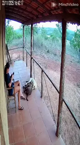 A ferocious jaguar attacked a resident, but she was saved by her dogs. #tiktok #viral #onça #jaguar 