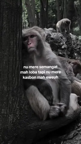 ah teuing 😌 #capruk #storysunda #monyetgalau #atuheuy 