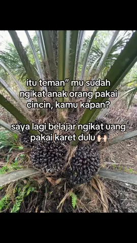 #storysawit🌴🌴 #sawitkalbar🌴 #sawitkalimantan #petanimuda #sawit 