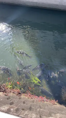 hanya untuk hiburan ya teman teman #mancing #jisuseikensusei🇲🇨🇯🇵😜 #keidri24jam #fyp 