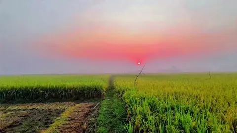 –তোমারে ধারা যদি একজন ব্যক্তিও হেদায়েত পায় 😇🌿😌 #Foryou #terding #bdtiktokofficial #ইসলামিক_ভিডিও_🤲🕋🤲 #প্রকৃতি @TikTok Bangladesh@TikTok 