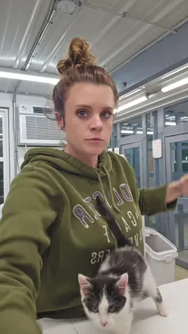 Clover wants to dispelled the rumors  I rattled her around #kittycatsoftiktok #kitty #kittycat #kitten #fypシ 