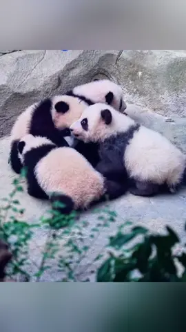 #fyp #大熊猫 #panda 