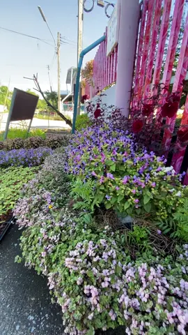 @บ้านสวน มั่งมีศรีสุข #บ้านและสวน #ขายต้นกล้าไม้ดอก #ดอกไม้กินได้ #ชมสวน #ไทภูเขียว 