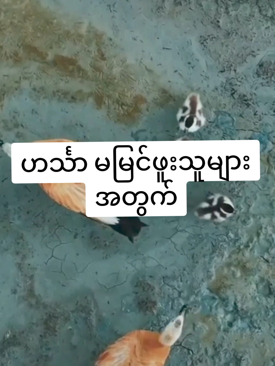 ဟင်္သာ (Ruddy shelduck)ကို မြန်မာနိုင်ငံ၌ မြင်ဖူးသူ နည်းကောင်း နည်းမည်ဖြစ်သော်လည်း ကြားဖူးသူကား များပေသည်။ ဟင်္သာသည် အလျား ၂၅ လက်မခန့်ရှိသည်။ အတောင်တွင် အနက်ပြောက်ကလေးများနှင့် အဖြူ ကွက်များရှိရာ ယင်းတို့ကို နားနေချိန်၌ မမြင်နိုင်၊ ပျံသောအခါတွင်မှ မြင်နိုင်လေသည်။ ဟင်္သာငှက်မတွင် လည်ပင်း၌ အမည်းရစ် မရှိချေ။ ဟင်္သာငှက် ကလေးများသည် ဟင်္သာငှက်မနှင့်တူကြသော်လည်း အရောင်မှာ ပို၍ ခြောက်ကြသည်။ ယင်းတို့၏ ကျောဘက်တွင် အညို ရောင်နှင့်နီညိုရောင်ဖျော့ဖျော့အရောင်များ လှိုင်းကလေး များသဖွယ် ဖြစ်နေသည်ကို တွေ့ရသည်။ အမြီးတွင်လည်း အစဉ်းကြောင်းကလေး ရှိသည့်အပြင် အနားဘက်တွင် နီညို ရောင်ရှိသည်ကိုပါ တွေ့ရ လေသည်။ ဟင်္သာငှက်၏အသံမှာ သာယာတတ်ပြီးလျှင် လွတ်လွတ် လပ်လပ်လည်း အော်မြည်တတ်သည်။ ဟင်္သာဖို၏ အသံနှင့် အမ၏အသံများကို ခွဲခြား၍ သိနိုင်သည်ဟု ဆိုသည်။ သန့်ရှင်းသည့် သဲသောင်ပြင်များကို ဟင်္သာများ ကြိုက် နှစ်သက်ကြ၏။ ထုံးအိုင်များတွင် ဟင်္သာများ နေလေ့ မရှိကြ သော်လည်း တစ်ခါတစ်ရံတွင်မူ တွေ့နိုင်လေသည်။ ရွှံ့နွံ ထူထပ်သော ကမ်းခြေများတွင်လည်း ဟင်္သာများကို မတွေ့ရ ချေ။ ဧရာဝတီမြစ်ကမ်းခြေတွင်မူ ဟင်္သာများကို ဆောင်းဥတု တွင် အများဆုံး တွေ့နိုင်သောငှက်ဖြစ်ကောင်း ဖြစ်ပေလိမ့်မည်။ ပထမစ၍ ရောက်သောအခါ အုပ်များနှင့် ရောက်လာသော်လည်း ဆောင်းဥတုအတွက် နေထိုင်ရန် နေရာများကို ရွေးချယ်ပြီးသည် နှင့်တပြိုင်နက် စုံတွဲလိုက်သာ နေထိုင်ကြလေသည်။ စုံတွဲလိုက် အမြောက်အမြား နေထိုင်နိုင်ကြသော်လည်း နှစ်ဆယ့်ငါးစုံတွဲ၊ သို့မဟုတ် စုံတွဲပေါင်း ၃ဝ ထက် ကျော်လွန်၍ကား မြင်ရခဲ လေသည်။ မြန်မာနိုင်ငံ မြောက်ပိုင်းနှင့် အလယ်ပိုင်းရှိ ဧရာဝတီနှင့် ချင်းတွင်းမြစ်များတွင် ဟင်္သာများကို အများဆုံး တွေ့နိုင်လေ သည်။ မြန်မာနိုင်ငံတောင်ဘက်ပိုင်းနှင့်ရခိုင်ပြည်နယ်ဘက်များရှိ မြစ်ကြီးများတွင်လည်း ဟင်္သာ များကို တွေ့မြင်နိုင်လေသည်။ တစ်ခါတစ်ရံတွင် ပြည်တွင်းရှိ အင်းအိုင်များနှင့် ထုံးအိုင်များ တွင် စုံတွဲများကို ဖြစ်စေ၊ အုပ်ကလေးများကို ဖြစ်စေ တွေ့ရ တတ်သည်။ အောက်တိုဘာလ၊ သို့မဟုတ် နိုဝင်ဘာလ စောစောပိုင်း ရောက်လာစအချိန်တွင် မေမြို့ကန်သို့ စုံတွဲများ၊ သို့မဟုတ် အုပ်ကလေးများ မှန်မှန်လာရောက်သည်ကိုလည်း တွေ့ရသည်။ မြန်မာနိုင်ငံသို့ လာရောက်ကြသော ဧည့်သည် ငှက်ဖြစ်ကောင်း ဖြစ်ပေမည်။ ရခိုင်ပြည်နယ်၌မူ နိုဝင်ဘာလ မကုန်မချင်း ဟင်္သာများကို မြင်ရလေ့ မရှိချေ။ ထိုသို့ အစော ဆုံး ရောက်လာ ပြီးလျှင် မြန်မာနိုင်ငံမှ ထွက်ခွာရာတွင်လည်း နောက်အကျဆုံး ထွက်ခွာသော ငှက်များတွင် ပါဝင်လေသည်။သတ္တဗေဒ(ပါဏဗေဒ‎) သဘောအရ ဟင်္သာသည် အန်ဆီရီဖောမီး မျိုးစဉ်တွင် အန်နတီတီး မျိုးရင်းနှင့် တက်ဒေါနီနီ မျိုးရင်းခွဲတို့၌ ပါဝင်၍ ယင်းကို တက်ဒေါနား ဖာရူးဂီနီး ဟုခေါ်သည်။source...wiki#ruddy_shelduck #wildlife #fyp #trends 