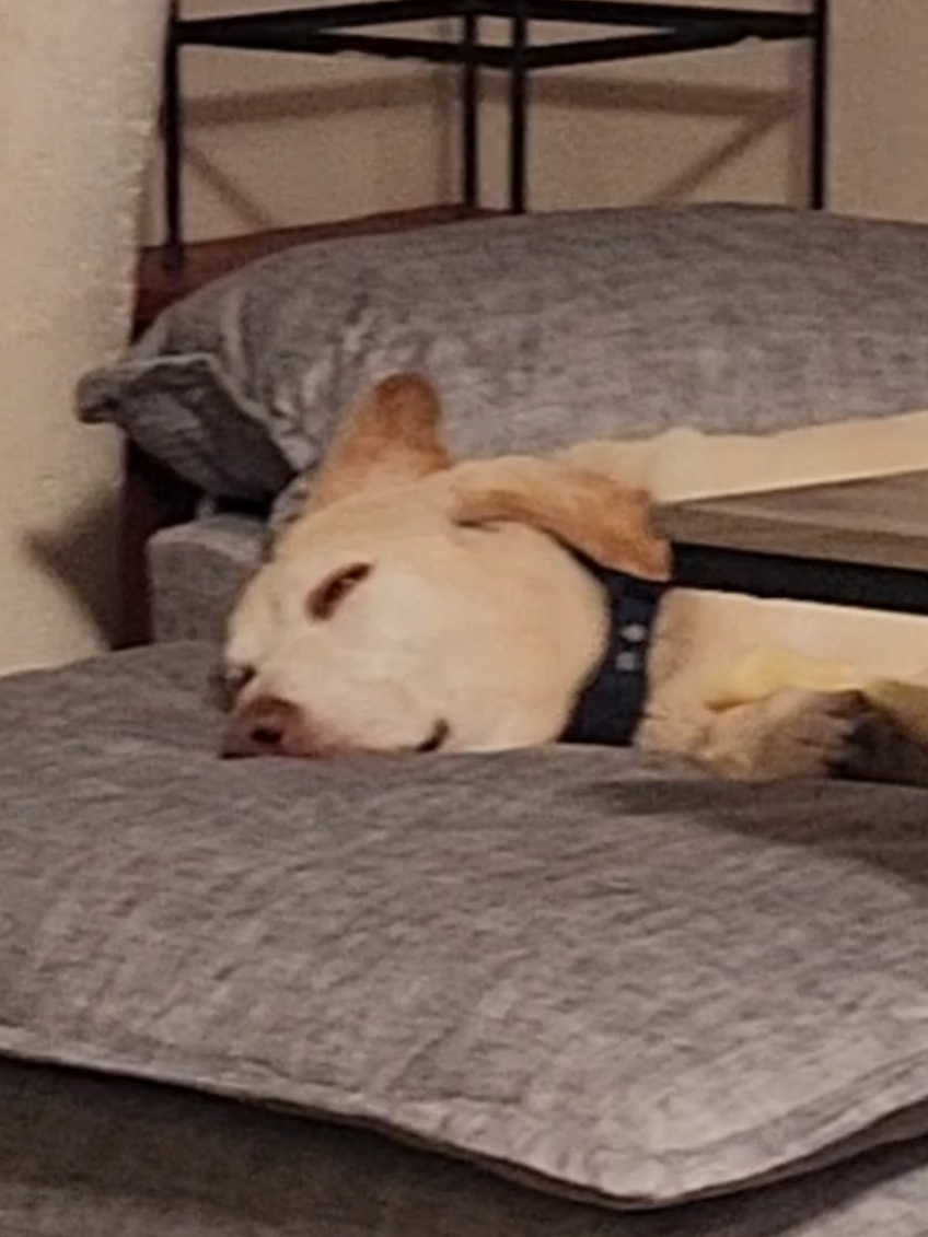 Settling in nicely. #wayfair  #cat #dog #sleep #couch 