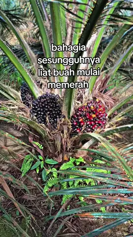 alhamdulillah, 🤠 #petanisawit #petanimuda #sawitontiktok #sawitkalimantan #sawitriau🌴🌴 