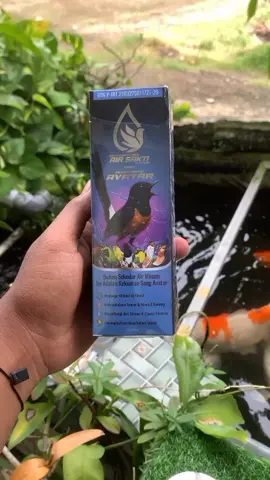 air sakti cocok untuk burung jalan lapang atau bahan,dijamin ampuh #airsakti #umikasum #kicaumania #lewatberanda #burung 