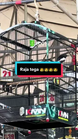 Kacer raja tega 👑  #firmanchoatingcreative #kicaumania #kacermania #kicaumaniaindonesia #CapCut 