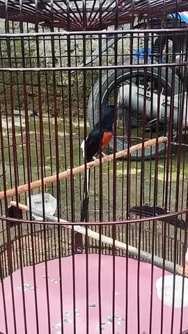 trah postingan absen😁 #muraibatu #muraibatugacor #kicaumania #kicaumanianusantara #kicaumaniaindonesia 