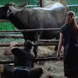 ''ก็ข้าชอบบ''❤️#ละคร #อีบัวกับไอ้ขวัญ #fyp #เทรนด์วันนี้ 