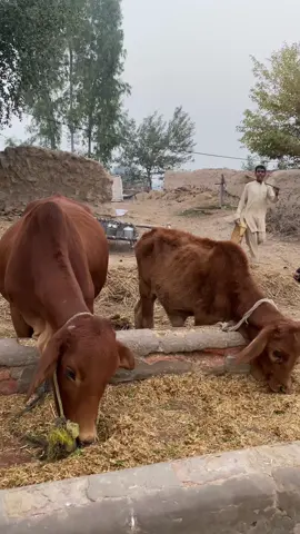 Inshallah ik din 🤲❤️‍🩹#usmanshabbirvlogs #tranding #foryoupage #fyp @Osman Shabbier @Khizar Omer 