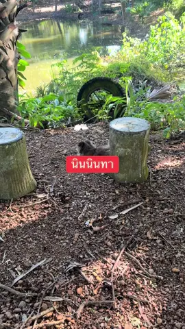 นินิน เดินเล่นตอนเช้า#รองแอนนา #ทาสแมว #ขอบคุณทุกกําลังใจ❤️ขอบคุณทุกคอมเม้น🙏 