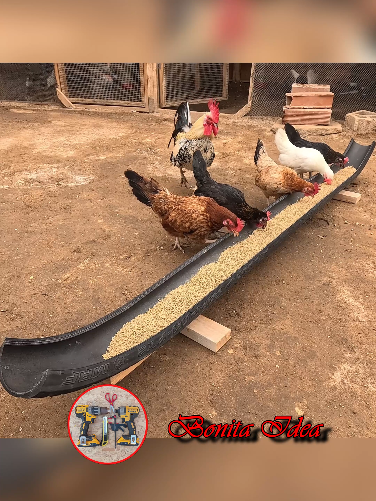 Aprende a hacer un alimentador para pollo casero utilizando una llanta de moto reciclada.