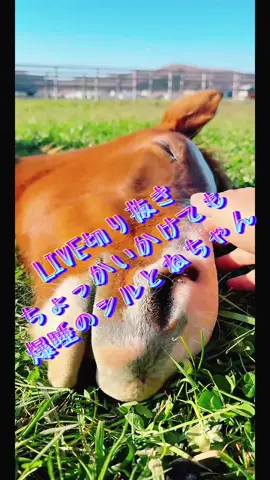 #livehighlights #tiktoklive #7daysクエスト #馬 #こけし牧場🐴🌳 