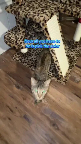 Click the link for hours of fun for your cats #cattower #cartoy #catlover 