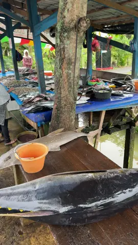 #toniikan #ikansegar #aceh #indonesia 