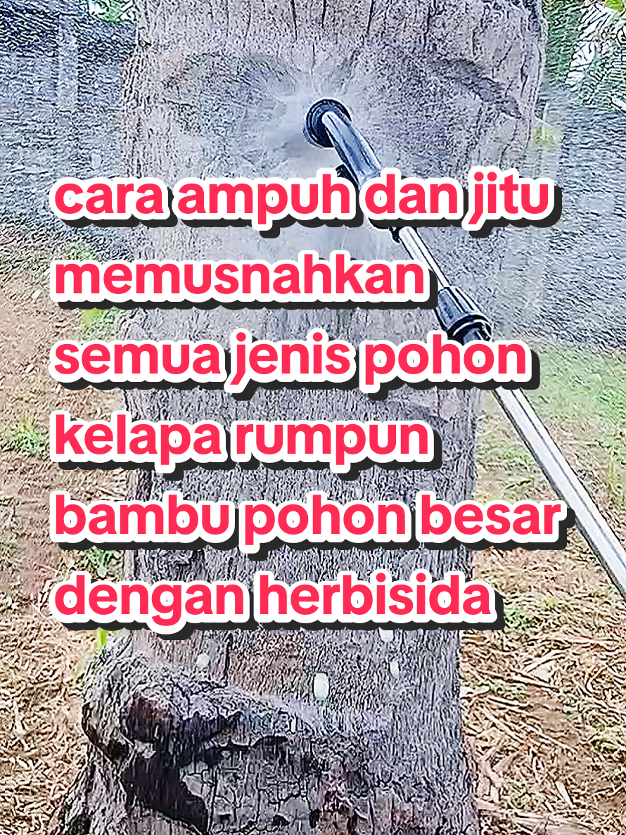 pembasmi pohon besar dengan sekali bilas gunakan saja Xiao Tianhu 200g Herbisida Amp #petaniindonesia🇮🇩🇮🇩🇮🇩🌿🌿 #herbisidarumput #hancurlebur #pembasmipohon #fyppppppppppppppppppppppp 