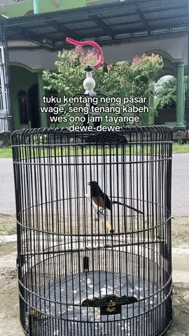 😂 #foryoupage #muraibatuindonesia #fyp #muraibatumania 