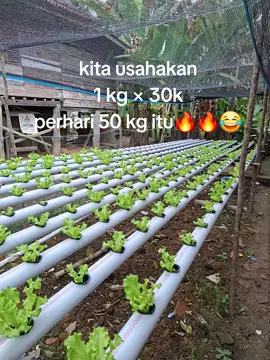wkwkwk #genz #kebunhidroponik #petanigenz #fyp 