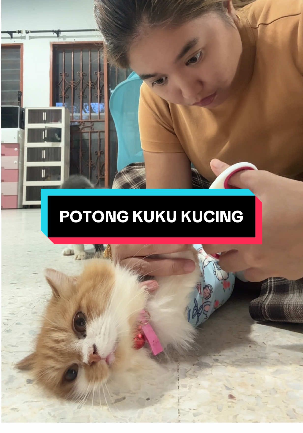 #petlover #potongkukukucing #kucing #catlover #pecintakucing 