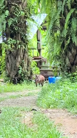 หนึ่งวันของเด็กบ้านสวน