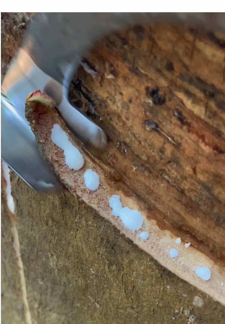 คลิปกรีดยาง สโลว์โมชั้น #กรีดยาง #rubber #ชาวสวนยาง #อาชีพกรีดยาง #กรีดยางพารา 