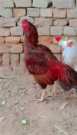 #tiktokviral #foryourpage #trendingvideo 