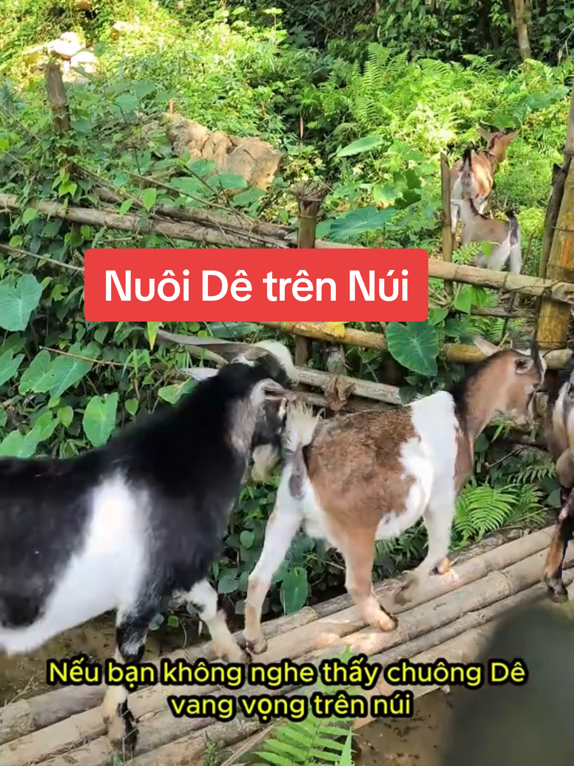 Nuôi Dê leo núi #trangtraitrendao #tuanngoaidao #nuoidetrennui 