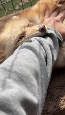 Oh, Sweet Princess Daphne is the scariest red fox you ever did see. All must cower in her presence.