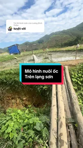 Trả lời @Luơng Đình Thẩm mô hình nuôi ốc nhồi trên lạng sơn Đơn Giản Như thế nào ? #hieuthuysanvnua #ocbuouden #ocnhoi 