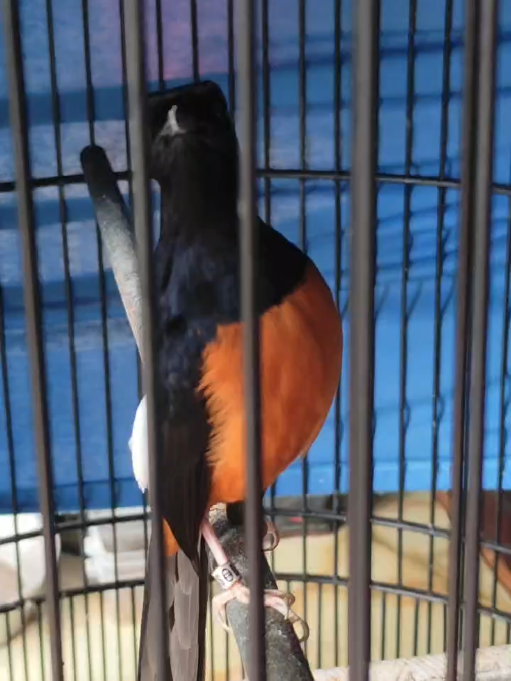 Laporan dari pelanggan 😁🐦 #ternakmurai #fyp #viral #madura #semuaorang 