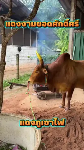 #แดงงามยอดศักดิ์ศรี #แดงภูเขาไฟ #วัวชนเงินล้าน